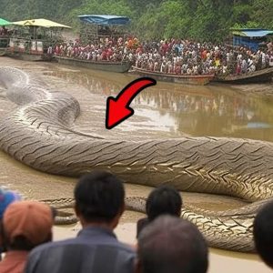 Residents have reported seeing giant snakes with a body diameter of up to 1 meter and a length of up to 30 meters covered in moss (Video)