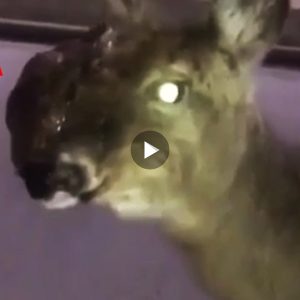 “Zombie deer disease” – An infection that is contagious and always fatal that has been detected with increasing frequency in Virginia and other states (Video)