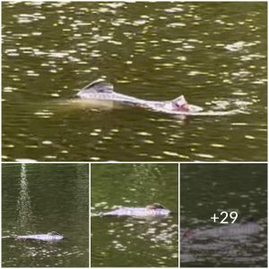 ‘Genetically modified Loch Ness Monster creature’ terrifies kids at city lake (Video)