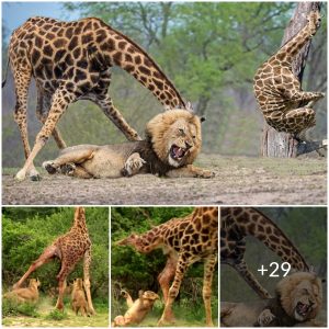 Giraffe Kick Five Lion To Save Baby – Power of Lion In The Animal World But Fail (Video)