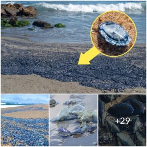Thousands of unusual blue blob-like creatures have washed up on beaches across southern California causing confusion amongst local residents