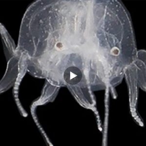 Researchers say they have unearthed a new species of jellyfish – one with two dozen eyes (Video)