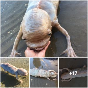 Mysterious creature with big head and strange claws washed ashore in Thailand attracts scientists’ speculation