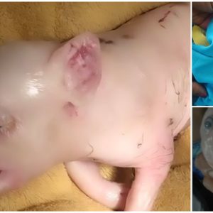 The mutant piglet has a long snout growing out of its forehead, blue eyes protruding from its head