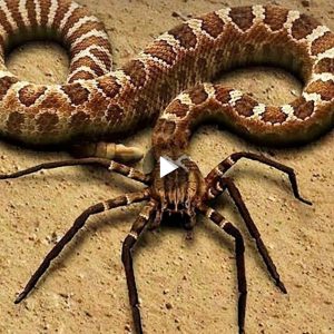 Thrilling video captures the moment this snake hunts a bird with a spider’s tail