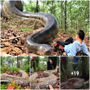 The Horrific Moment a Young Boy Was Attacked by a Massive Python While Herding Cattle (Video)