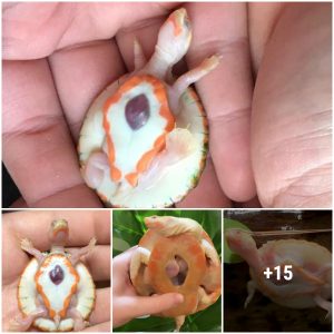 How did the albino pinkbelly sideneck turtle that was born with its heart exposed manage to survive? (Video)