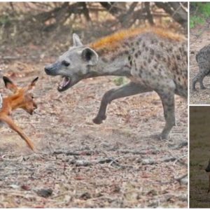 A poor Impala Baby tries to escape python and hyena