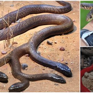 Suddenly caught a four-headed snake – a rare and mysterious species that piques the curiosity of many (Video)