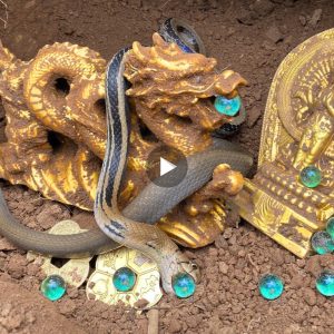 Rare venomous snakes guarding treasures for thousands of years at the foot of the mountain (Video)