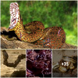 The giant python writhed in pain and eventually suffered a tragic death by the collective power of the fire ants