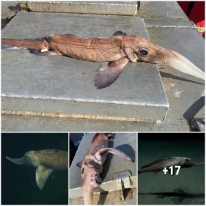 Going fishing, the fishermen “cried” while pulling the fish and saw the fierce monsters in the sea