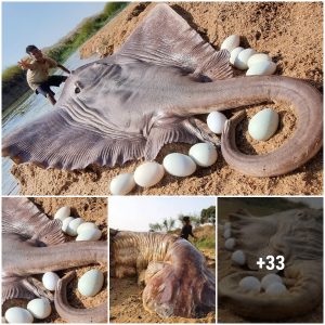 Discovering a 27kg giant stingray lying on the shore incubating hundreds of eggs caused a great shock in the fishing community