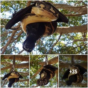 A python wrapped tightly around a giant black bat, dangling from a tree