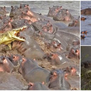 30+ Hippos Unite to Protect Their Turf Against a Crocodile, and You Won’t Believe What Happens Next!