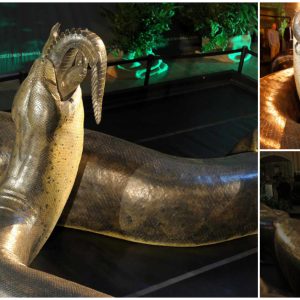Marvel at a giant, 50-foot-long, 2,000-pound snake the size and weight of an extra-long school bus.