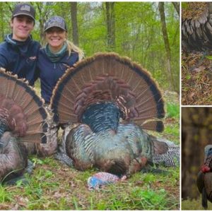 A Tennessee Taxidermist & Turkey Hunter Harvests a ‘Rare Turkey’ with Seven Beards and Had a ‘Pinch-me Moment’