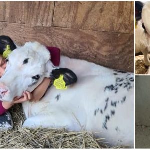 Three-Eyed Calf Spared from Death to be Worshiped as Sacred Deity