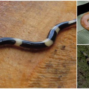 The horrifying facts about the hammerhead worm – a terrifying, toxic terrestrial flatworm (Video)