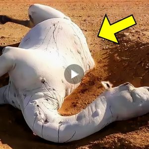 This video will explain to you why touching the carcass of a dead camel is taboo
