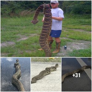 Florida’s Big Surprise: A Rattlesnake So Huge, It Could Leave You with a Concussion!