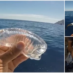 A Fisherman accidentally caught a fish with a transparent body and reflective eyes