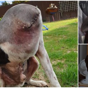 People are confused about the photo of this “headless” dog