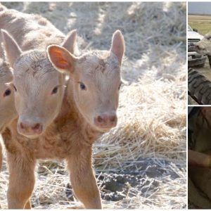 Farmers Stunned by the Birth of a Three-Headed Calf – Here’s What Happened Next (Video)