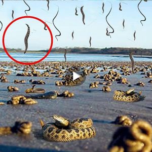 Snake rain with thousands of snakes falling from the sky makes people panic