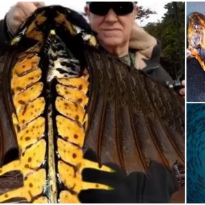 The world’s first fish that can talk when they’re scared or attacked
