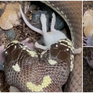Admire the two-headed snake’s unique hunting technique