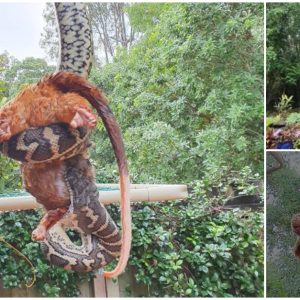 Python Attack: Watch in Awe as Reptile Swallows Marsupial Whole While Perched on Rooftop