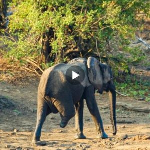 This poor three-legged elephant is still struggling to survive in the natural world (Video)