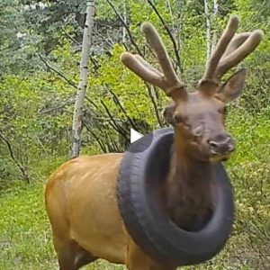 This poor deer was caught in a tire around its neck for two years before being rescued