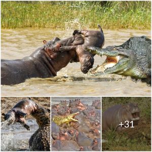 500 Hippo Brothers Team Up to Avenge Devoured Infant Hippo