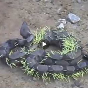 A snake squirms on the ground as hundreds of spines protruding through the snake’s skin after attempting to eat a porcupine (Video)