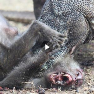 A three-meter-long Komodo dragon was found devouring an entire monkey without even chewing, and it appeared that the monkey was still alive (Video)