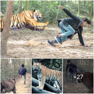 A man was going on an adventure alone in the forest, suddenly being attacked by a tiger (Video)