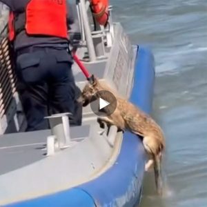 New York City police successfully rescuing the tired and shaken coyote from the river, who is now under the care of veterinarians (Video)
