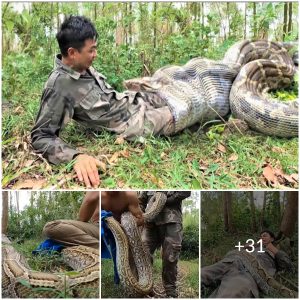 Man Survives Giant Snake Attack While Napping in the Forest (Video)