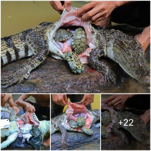 A group of hunters in a remote forest caught a large crocodile and found three live turtles inside its stomach