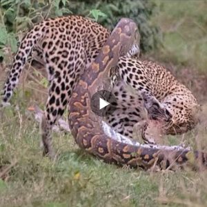 The Incredible Video of a Python Constricting a Leopard in Self-Defense