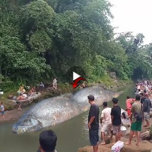 Locals stunned as double body Fish makes appearance in Keramat River