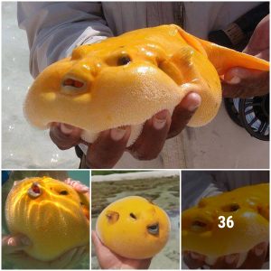 This diver has found a puffer fish with a unique, wild-rare golden body (Video)