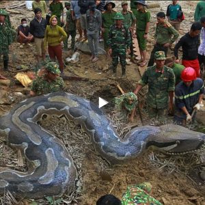 Trembling at the sight of a 15 meter long python trying to crawl into the house when the owner is away (VIDEO)