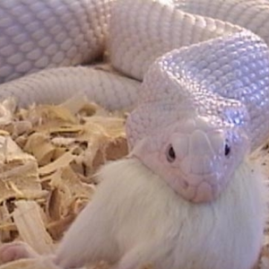 Be amazed at the image of a white snake with flying wings that is said to be the child of god (VIDEO)