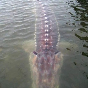 Marvel at the image of a giant sturgeon 70 long, weighing 3 tons and 10 people can’t hold it caught in Canada (VIDEO)