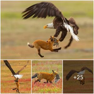 An Intense Showdown: Eagles and Foxes Compete for a Rabbit in a Brutal Fight