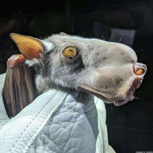 Marvel at the strangely shaped bat with a very cute appearance discovered in Texas (VIDEO)