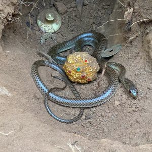 Revealing the mysterious story of the venomous snake protecting the gold treasure in Egypt little known (VIDEO)
